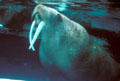 Walrus show long teeth at Sea World Park. San Diego, CA
