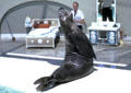 Sea elephant performs at Sea World Park. San Diego, CA