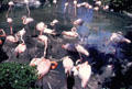 Flamingos nesting at Sea World Park. San Diego, CA.