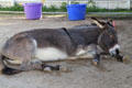 Donkey at Seeley Stable Museum in Old Town. San Diego, CA.