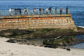 People watch seals on beach at La Jolla Cove. La Jolla, CA.