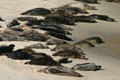 Harbor seals sleeping on beach show variation in fur color. La Jolla, CA.