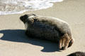 Harbor seal tails do not bend forward. La Jolla, CA.