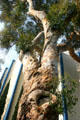 Eucalyptus tree by Ford Building used for 1936 World's Fair. San Diego, CA.