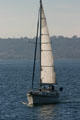 Sailboat sails the harbor. San Diego, CA.
