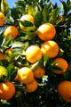 Oranges on tree. San Diego, CA.