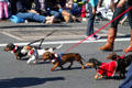 Marching wiener dogs at Balloon Parade. San Diego, CA.