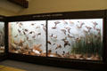 Southern California waterfowl specimens at San Bernardino County Museum. Redlands, CA.
