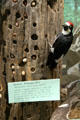 Acorn woodpecker display at San Bernardino County Museum. Redlands, CA.