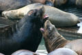 Toothy challenge of Sea lions at Pier 39. San Francisco, CA.