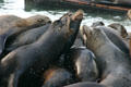 Sea lions vying for space at Pier 39. San Francisco, CA.