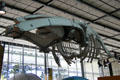 Whale skeleton hanging in California Academy of Science. San Francisco, CA.