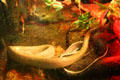 Cave rat snake <i>Elaphe taeniura ridleyi</i> from Borneo at California Academy of Science. San Francisco, CA.