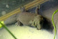 Standing's day gecko <i>Phelsuma standingi</i> from Madagascar at California Academy of Science. San Francisco, CA.