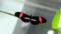 Postman butterfly <i>Heliconius melpomene</i> at California Academy of Science. San Francisco, CA.