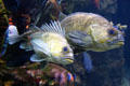 China rockfish <i>Sebastes nebulosu</i> at California Academy of Science. San Francisco, CA.