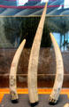 Walrus ivory scrimshaw at National Maritime Museum. San Francisco, CA.