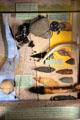 Tools carried by California Indian hunters in museum at Marshall Gold Discovery SHP. Coloma, CA.