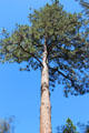 Ponderosa pine tree at Marshall Gold Discovery SHP. Coloma, CA.