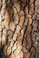 Close up of bark on ponderosa pine tree at Marshall Gold Discovery SHP. Coloma, CA.
