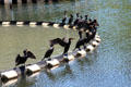 Cormorants spread wings on Lake Merritt. Oakland, CA.