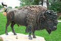 Monarch sculpture of Buffalo by Buck McCain at Leanin' Tree Museum. Boulder, CO.
