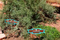 Native plants featured at Manitou Cliff Dwellings. Manitou Springs, CO.