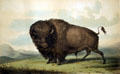 Buffalo bull grazing lithograph by George Catlin from his North American Indian Portfolio at Denver Art Museum. Denver, CO