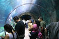 Visitors in an aquarium tunnel at Downtown Aquarium. Denver, CO.