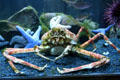 Japanese Spider Crab at Downtown Aquarium. Denver, CO.