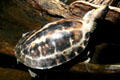 Painted Terrapin turtle at Downtown Aquarium. Denver, CO.