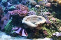 Coral reef tank at Downtown Aquarium. Denver, CO.