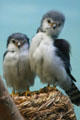 African Pygmy Falcon from Eastern Africa at Denver Zoo. Denver, CO.