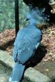 Victoria Crowned Pigeon from northern New Guinea at Denver Zoo. Denver, CO.