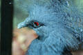 Victoria Crowned Pigeon from northern New Guinea at Denver Zoo. Denver, CO.