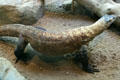 Komodo Dragon from Komodo Island, Indonesia at Denver Zoo. Denver, CO.
