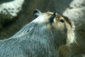 Capybara from South America at Denver Zoo. Denver, CO.