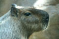 Capybara from South America at Denver Zoo. Denver, CO.