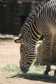 Grevy's zebra from East Africa at Denver Zoo. Denver, CO.