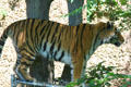 Siberian Tiger at Denver Zoo. Denver, CO.