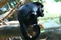 Black Howler Monkey male from Central & South America at Denver Zoo. Denver, CO.