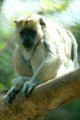 Black Howler Monkey white female from Central & South America at Denver Zoo. Denver, CO.