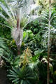 Palms within Boettcher Conservatory at Denver Botanic Gardens. Denver, CO.