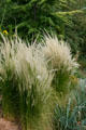 Grasses at Denver Botanic Gardens. Denver, CO.