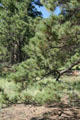 Ponderosa Pine at Florissant Fossil Beds National Monument. CO.