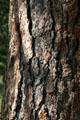Ponderosa Pine bark at Florissant Fossil Beds National Monument. CO.