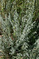 Fringed sage at Florissant Fossil Beds National Monument. CO.