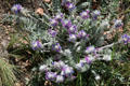 Purple wildflowers at Florissant Fossil Beds National Monument. CO.
