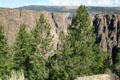 Tress growing out of canyon at Gunnison National Park. CO.