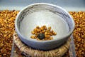Ancient corn found in Puebloan pottery jar sits in lid for jar at Mesa Verde Museum. CO.